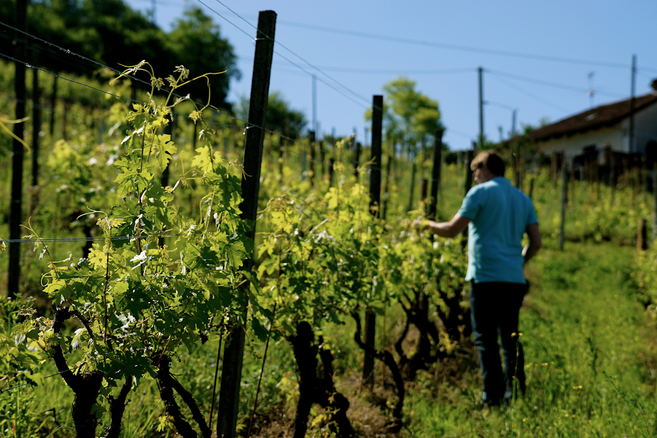 Qimisola | Piemonte